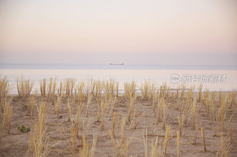 北海海滩沙丘上的马兰草