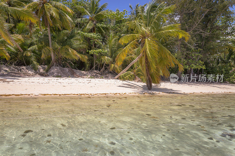 绿松石自然池，海滩与棕榈树-蓬塔卡纳，加勒比海