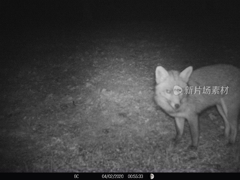 狐狸晚上在法国花园觅食