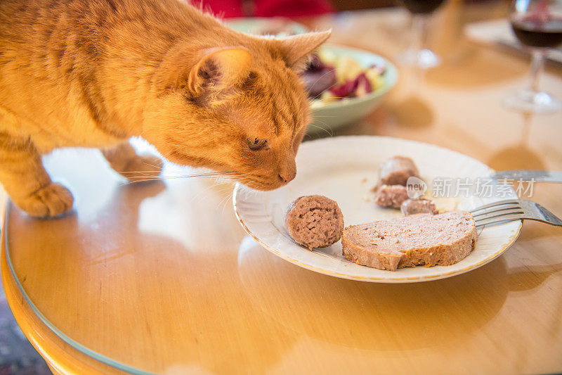 姜猫被盘子上的美味香肠诱惑