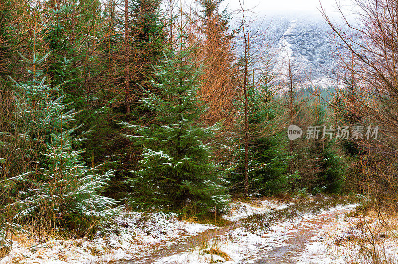 苏格兰森林里一场降雪后的土路