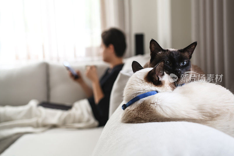 在家里和猫放松的女人