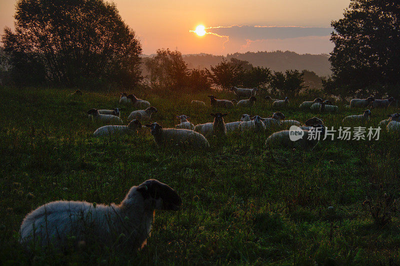 日出时一群羊
