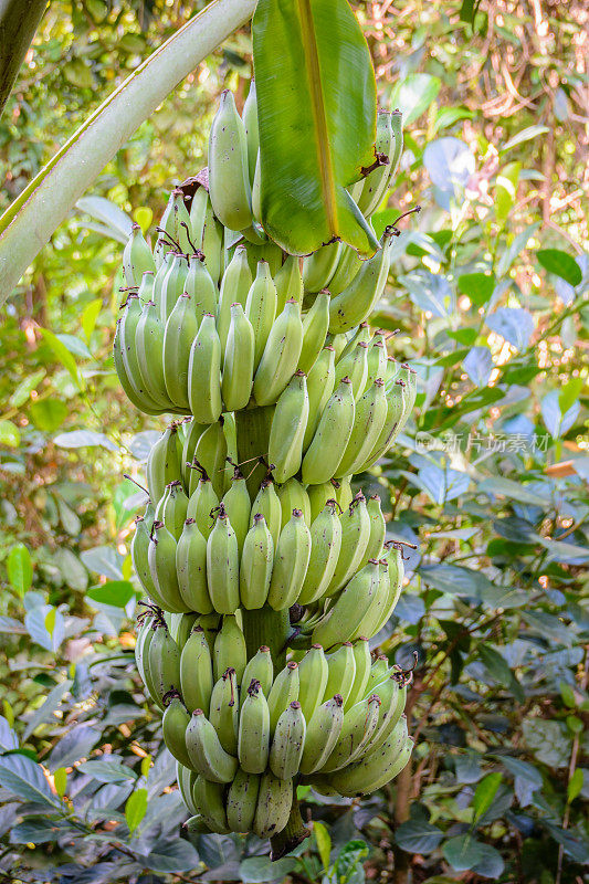 三亚市Yanoda公园热带森林香蕉树上的香蕉。海南,中国。