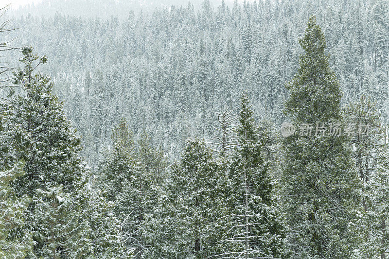 红杉国家公园迎来了新鲜的冬季降雪。