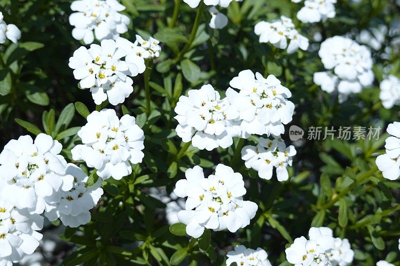 屈曲花属植物