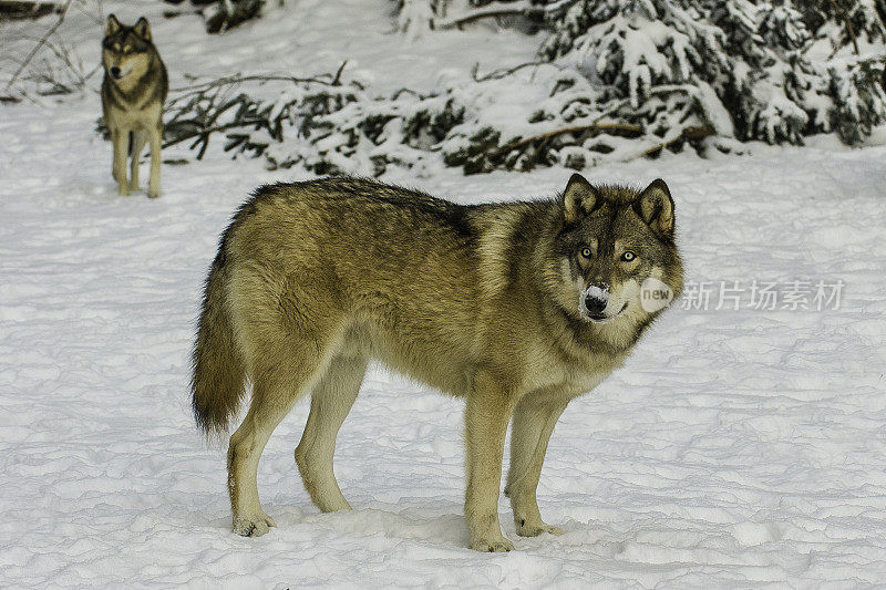 灰狼，一种狼疮，冬天在阿拉斯加海恩斯附近，