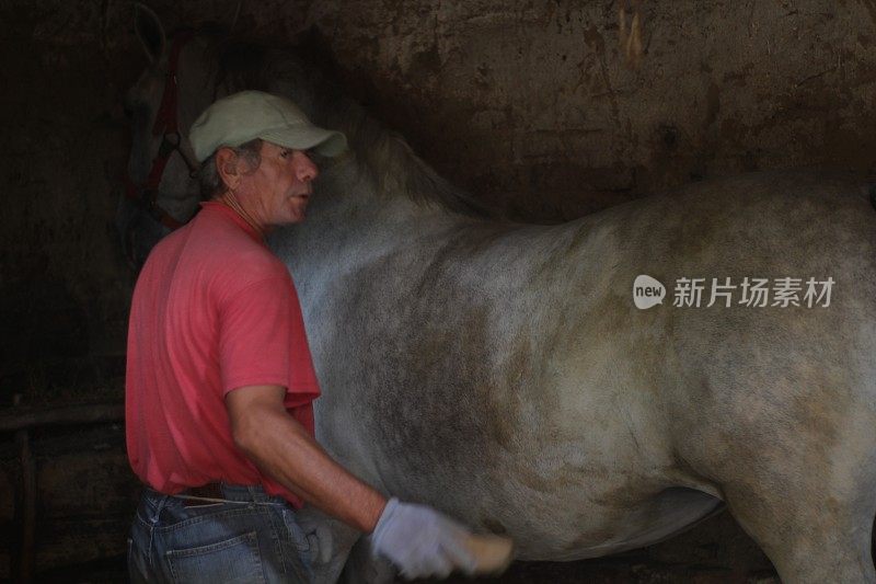 成熟的男人照顾干净的马