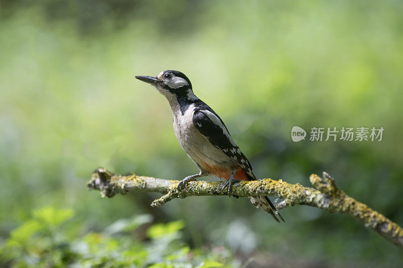 大斑点啄木鸟