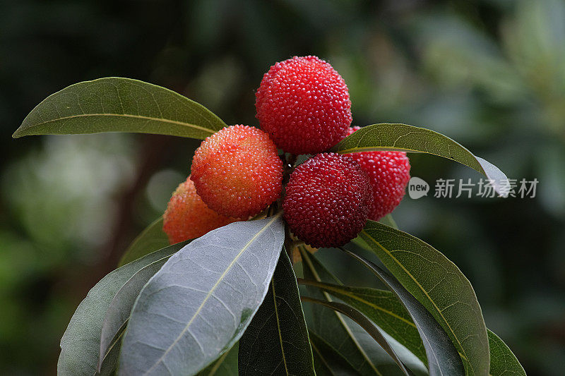 新鲜的红色杨梅与叶片在自然的背景