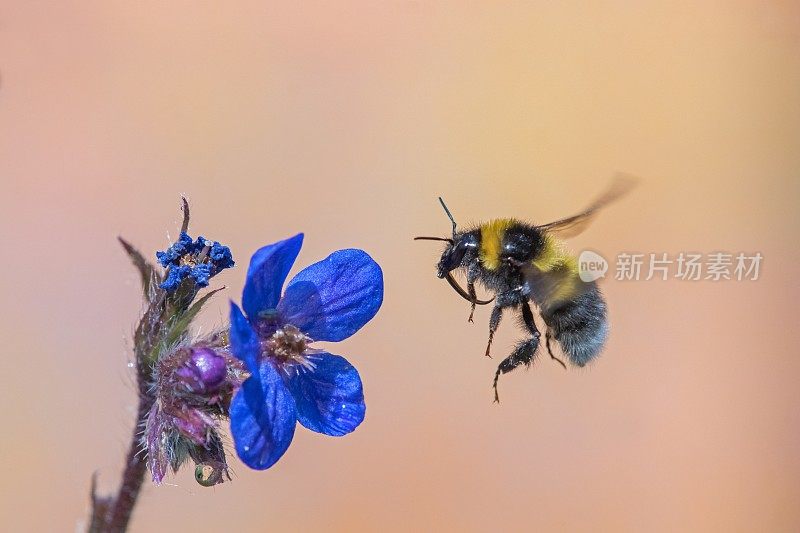 大黄蜂在花上