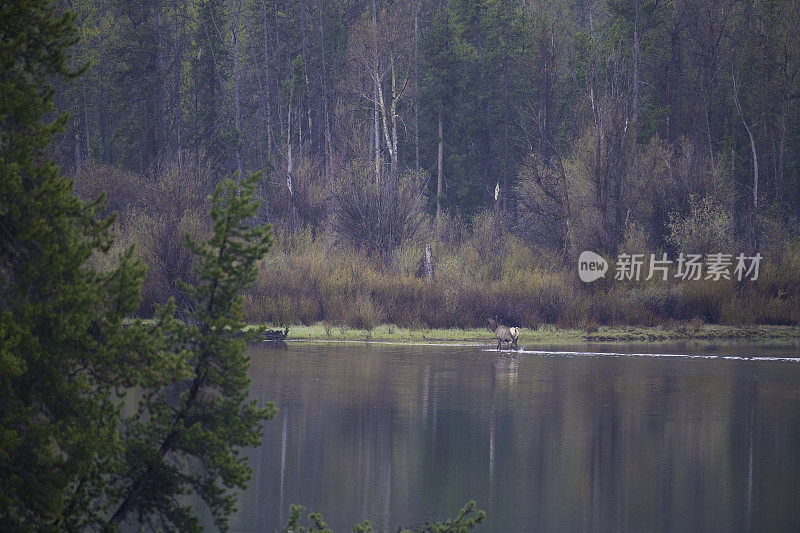 麋鹿(雌)在静止的水中越过蛇河