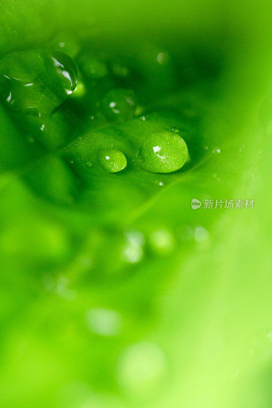 雨滴落在绿叶上