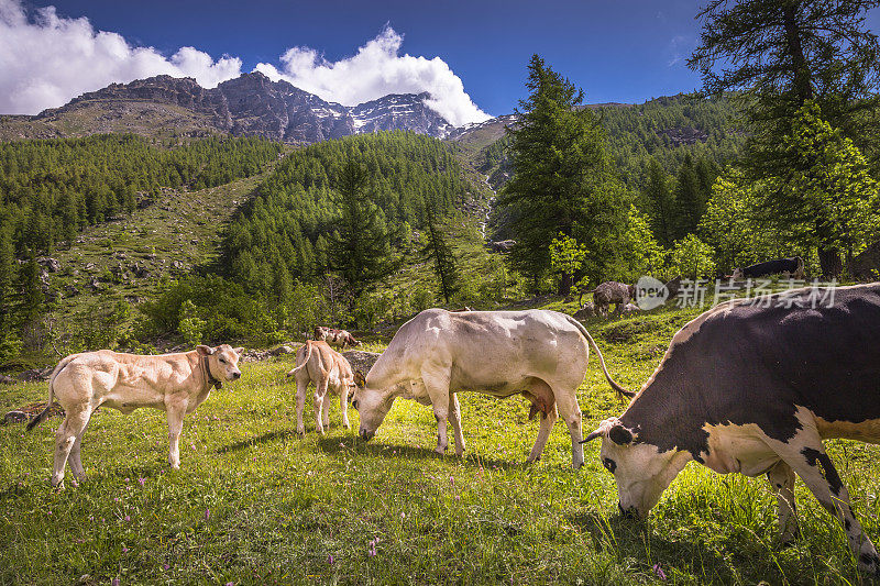 奶牛放牧和放牧在阿尔卑斯景观-大天堂-意大利