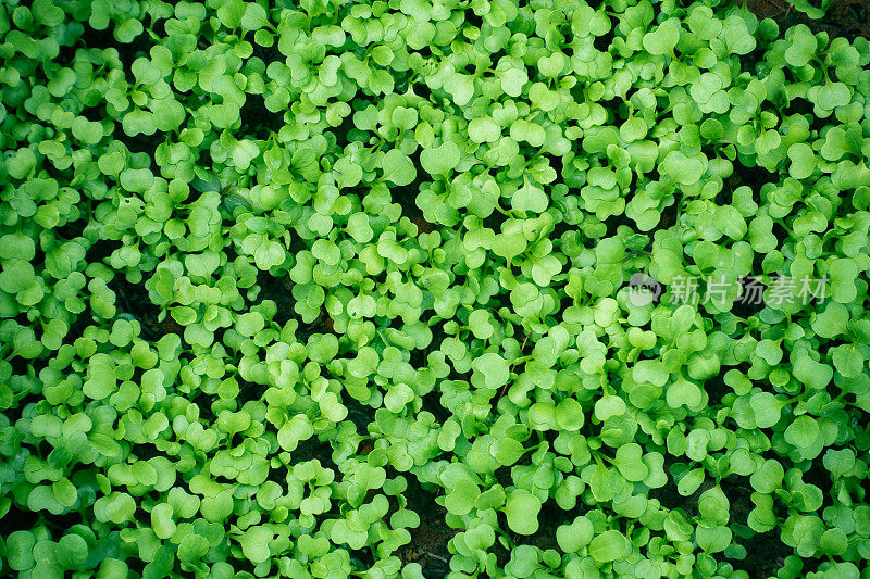 绿色植物生长，嫩芽