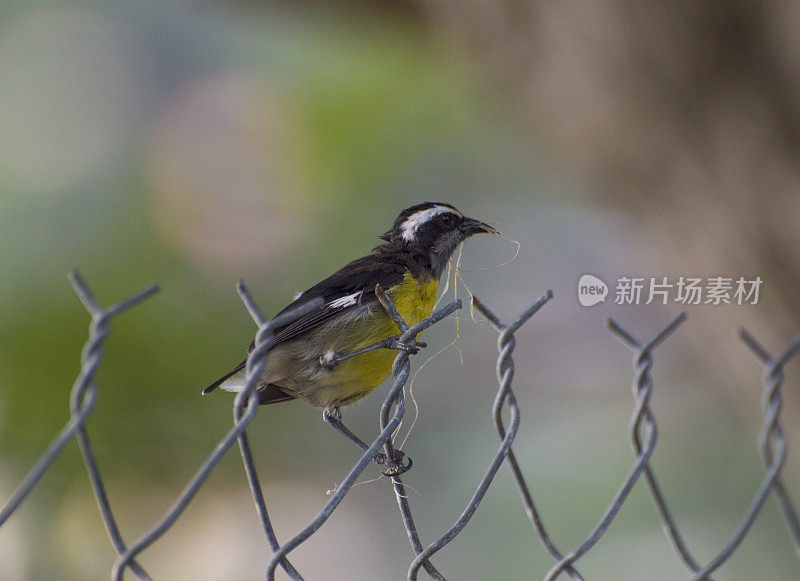 香蕉-黄色的鸟