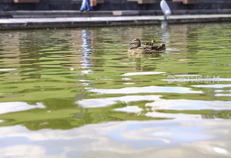 小鸭子一家和他们的妈妈一起度过成长的时光。鸟在公园的湖上游泳。设计素材照片