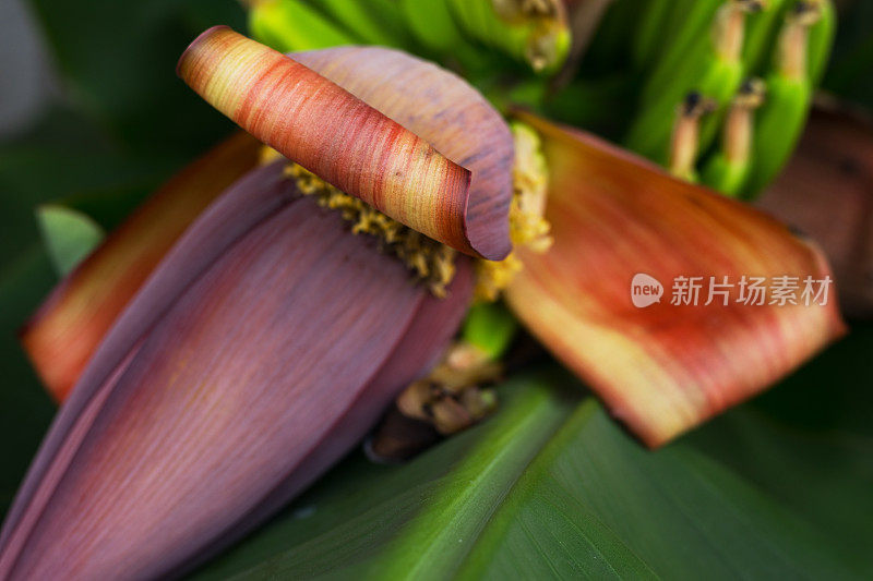 泰国香蕉花树的特写