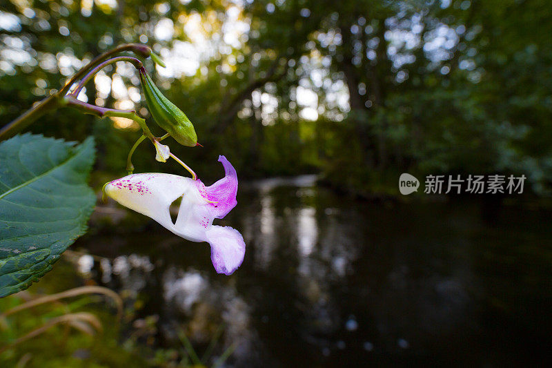 凤仙花glandulifera