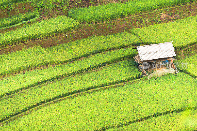 越南东北部的木仓寨，收割季节的梯田，日落时分的梯田