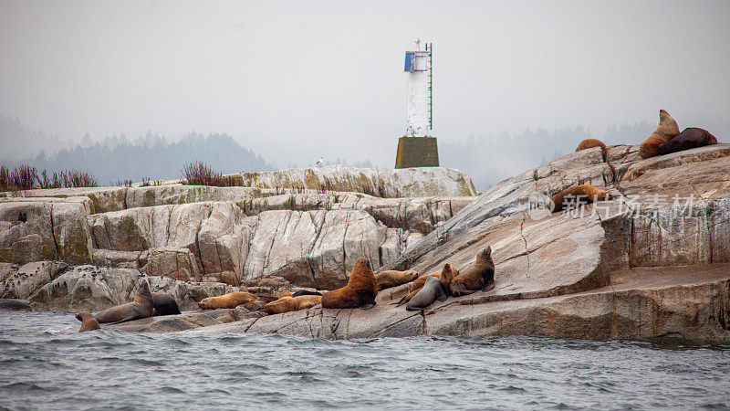 一群巨大的加利福尼亚海狮坐在加拿大不列颠哥伦比亚省的海岸，远离太平洋，背景是一座灯塔。