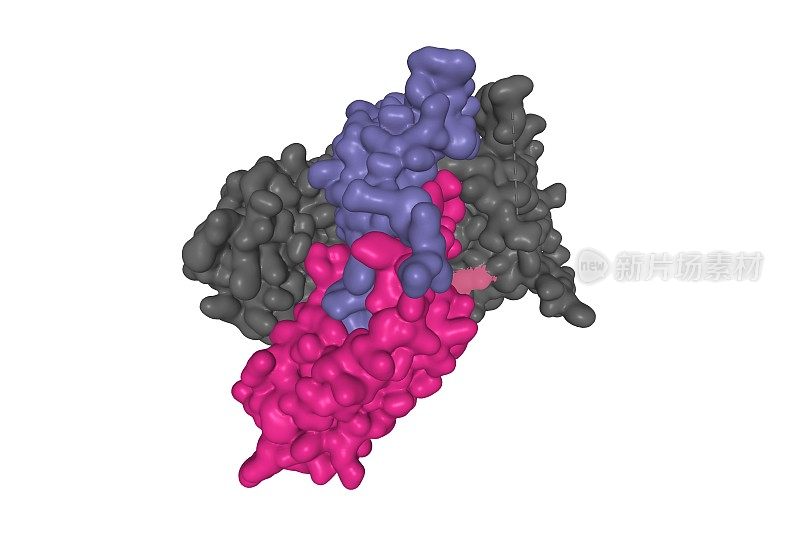 促卵泡激素同型二聚体(颜色)与其受体整个外域(灰色)的复杂结构