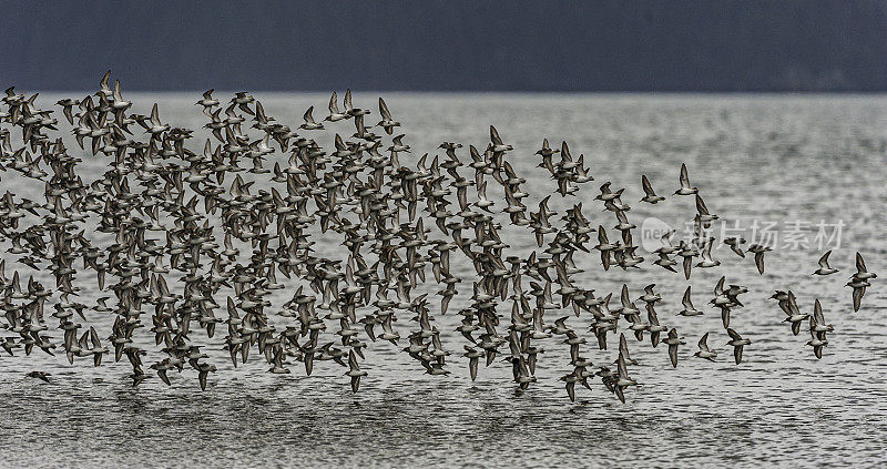 成群的西部鹬迁徙到苔原繁殖。阿拉斯加，威廉王子湾，科尔多瓦附近的哈特尼湾。铜河三角洲。成群飞行。