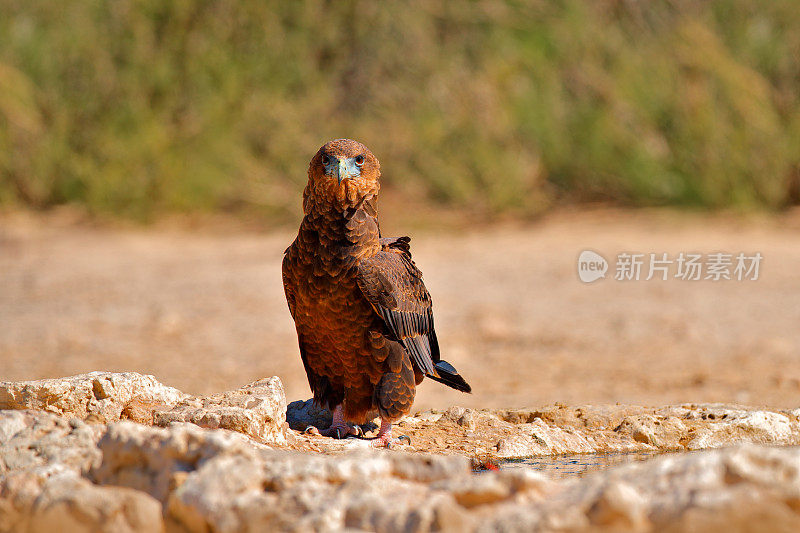 在岩石地面上栖息的鹰，在阳光明媚、干燥的沙漠背景下的水坑边饮水。非洲野生动物之旅，靠近水坑，卡拉加迪，博茨瓦纳。