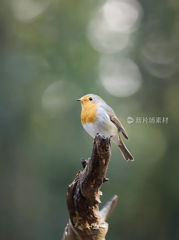 罗宾(红心rubecula)