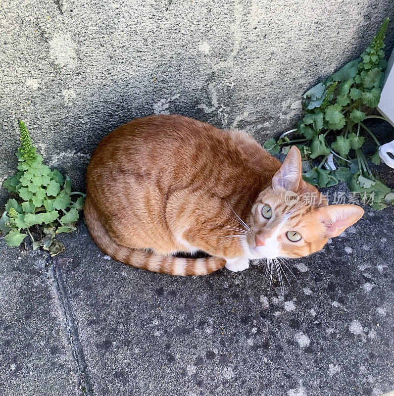 姜猫坐在外面的植物附近