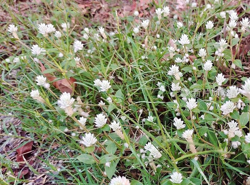 白色的Gomphrena野草花