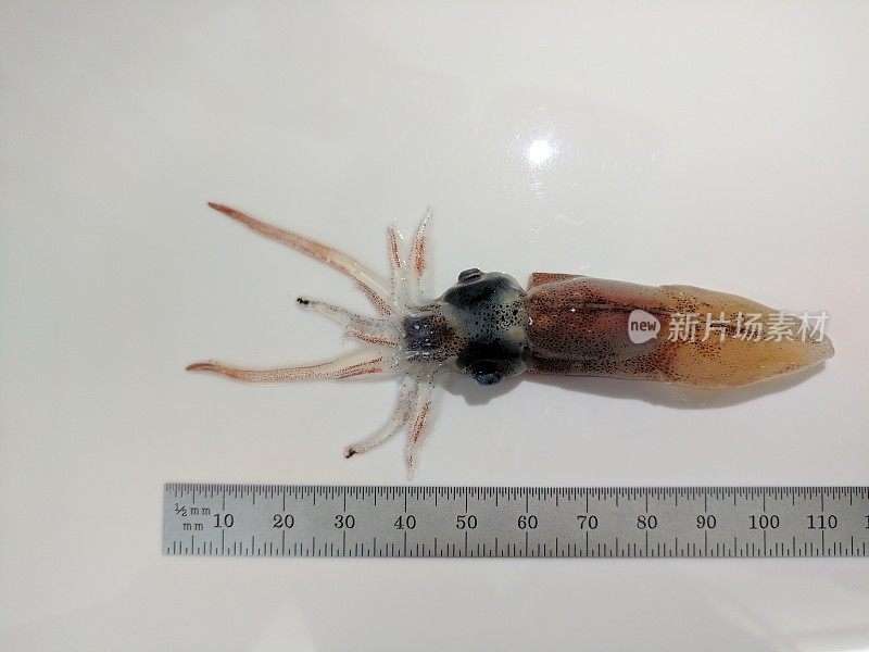 萤火虫鱿鱼，Hotaru-ika或闪闪发光的鱿鱼标本