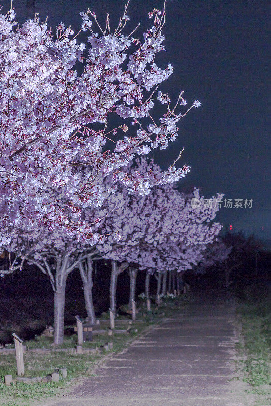 吉野樱花盛开