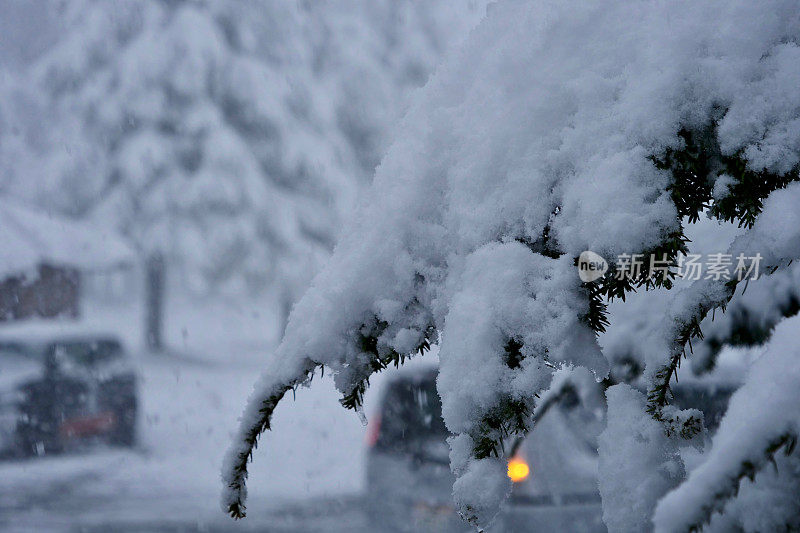 树被大雪覆盖