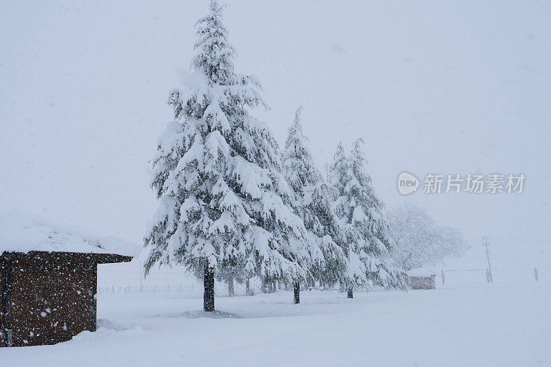 雪松上覆盖着厚厚的积雪