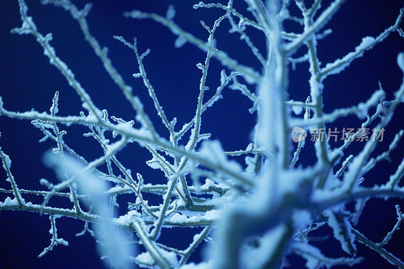 特写雪在晚上落在干燥的树枝上，Mu?la土耳其