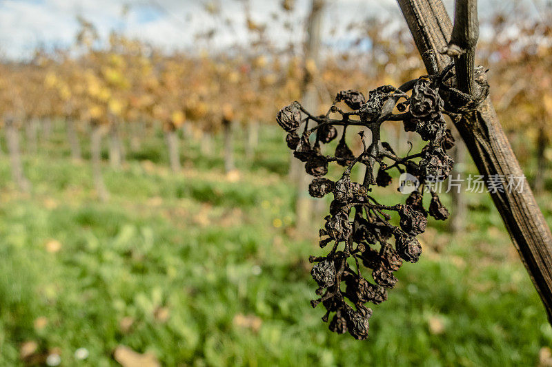 秋季葡萄园的干红葡萄