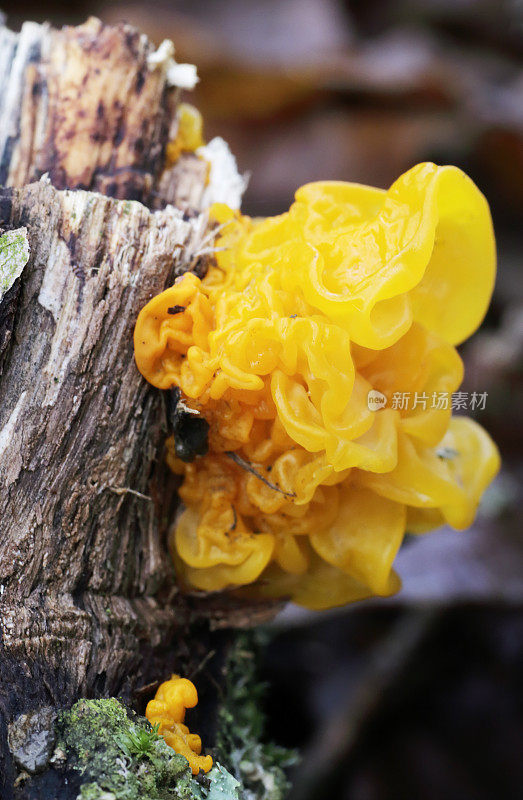 黄色脑真菌(肠系膜银耳)