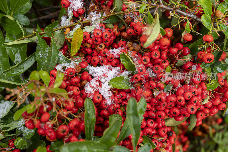 一种科东植物在冬天的红色浆果