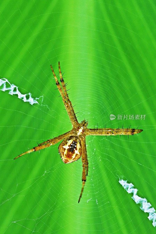 蜘蛛网上的蜘蛛-绿叶背景。