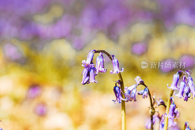 春天开花的风信子