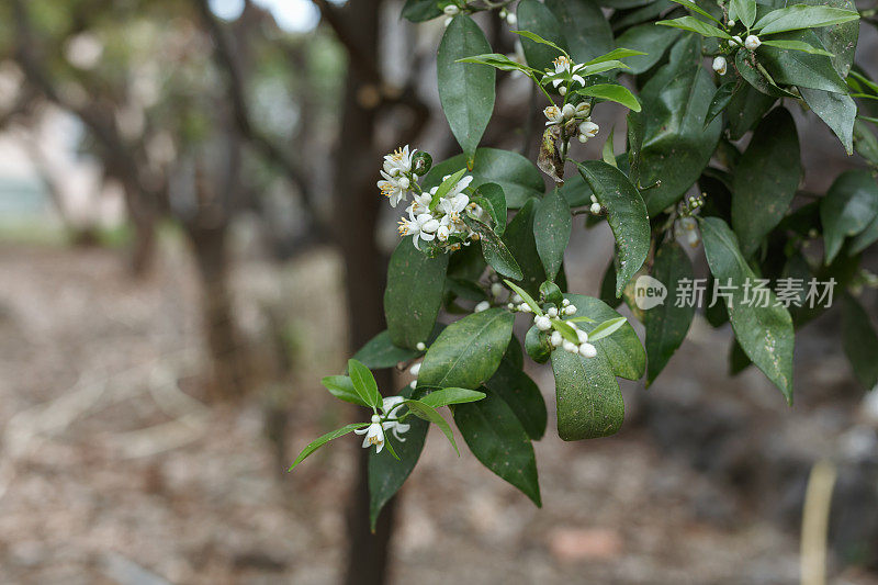 香橙花