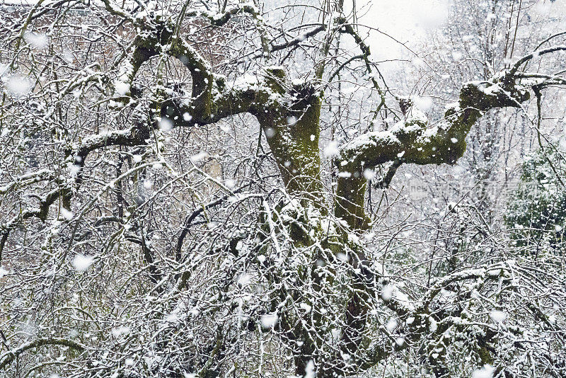 春天的雪与大树的背景