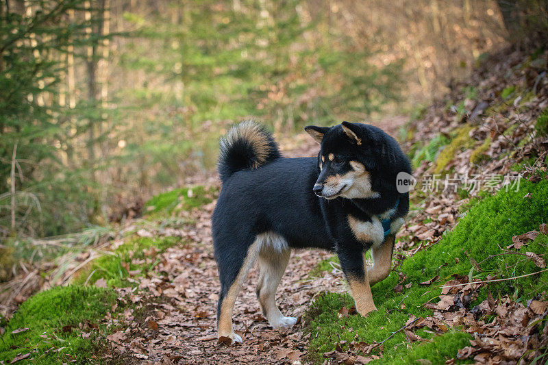 黑柴犬和谭柴犬在森林里