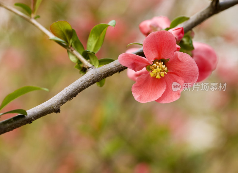 贴梗海棠开花