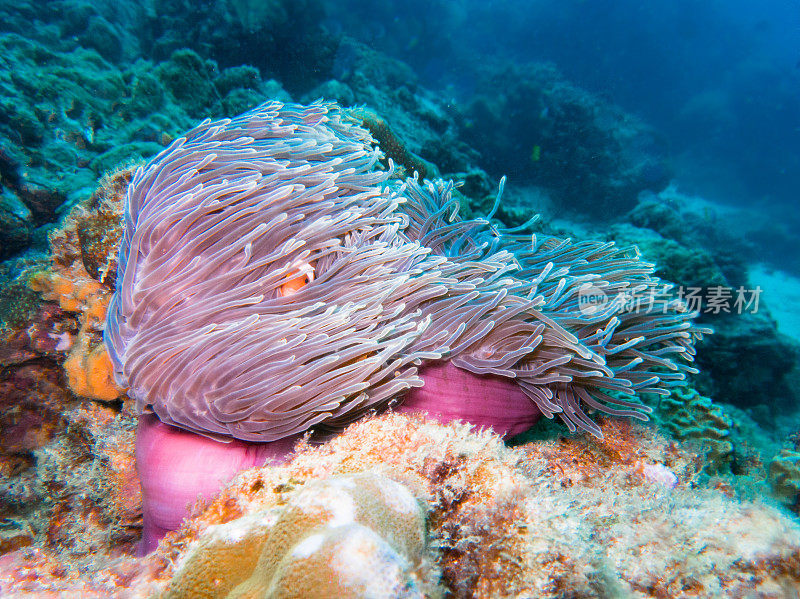 隐藏在健康海葵生态环境中的小丑鱼