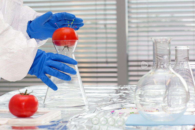 穿着防护服的科学家在实验室里研究西红柿