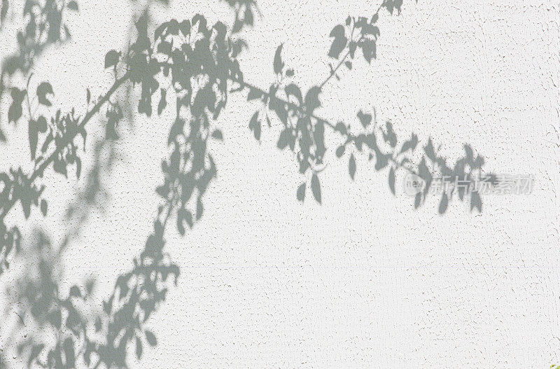 灰泥墙上树叶的影子