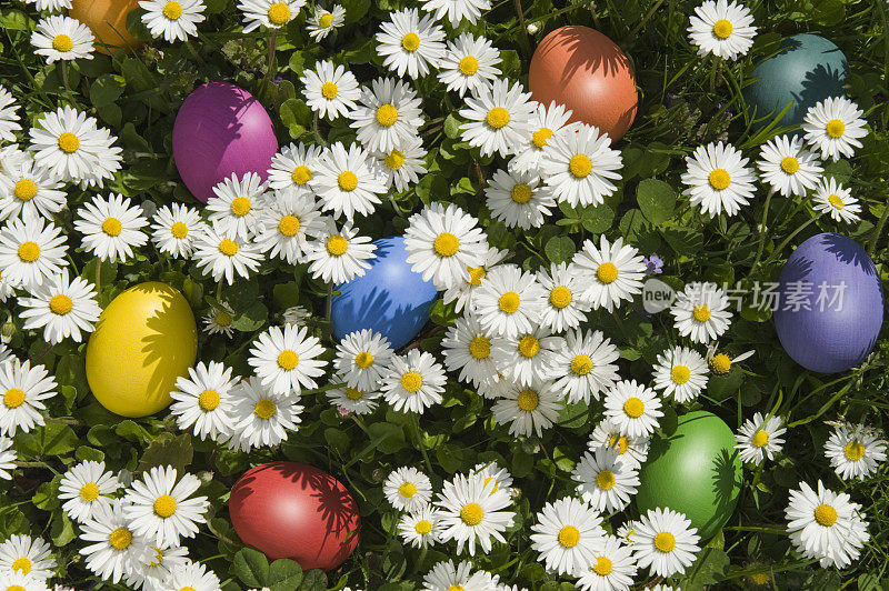 复活节彩蛋和雏菊