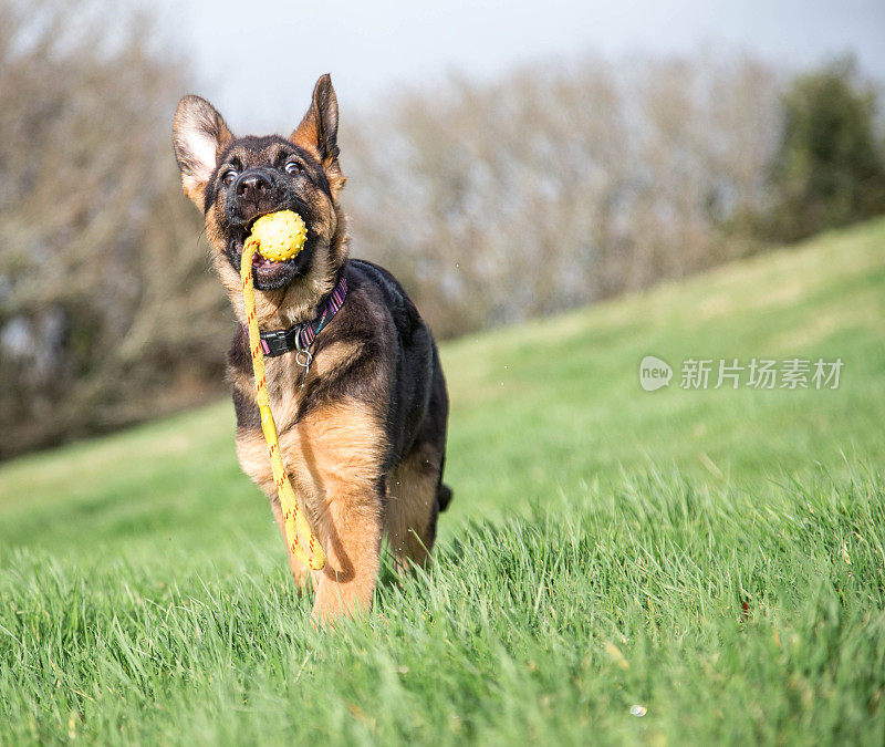 德国牧羊犬的小狗